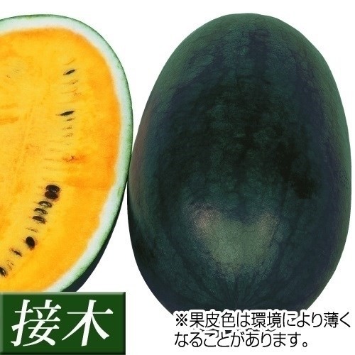 接木野菜苗 小玉スイカ 接木F1ハニークリーム