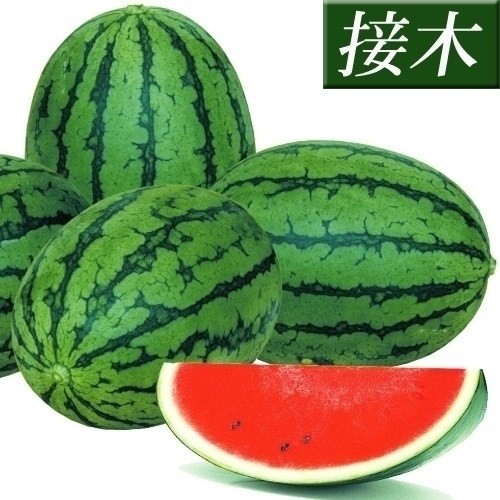 接木野菜苗 小玉スイカ 接木F1チビコロ