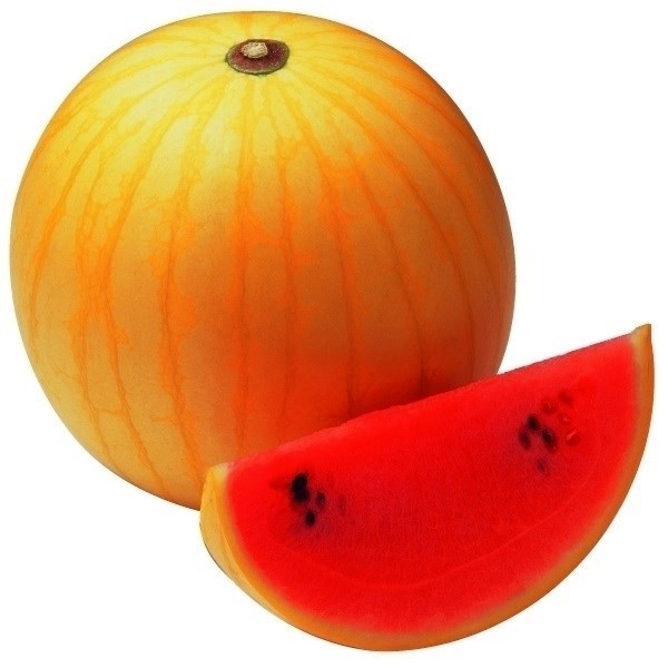 接木野菜苗 小玉スイカ 接木F1ミニ月光