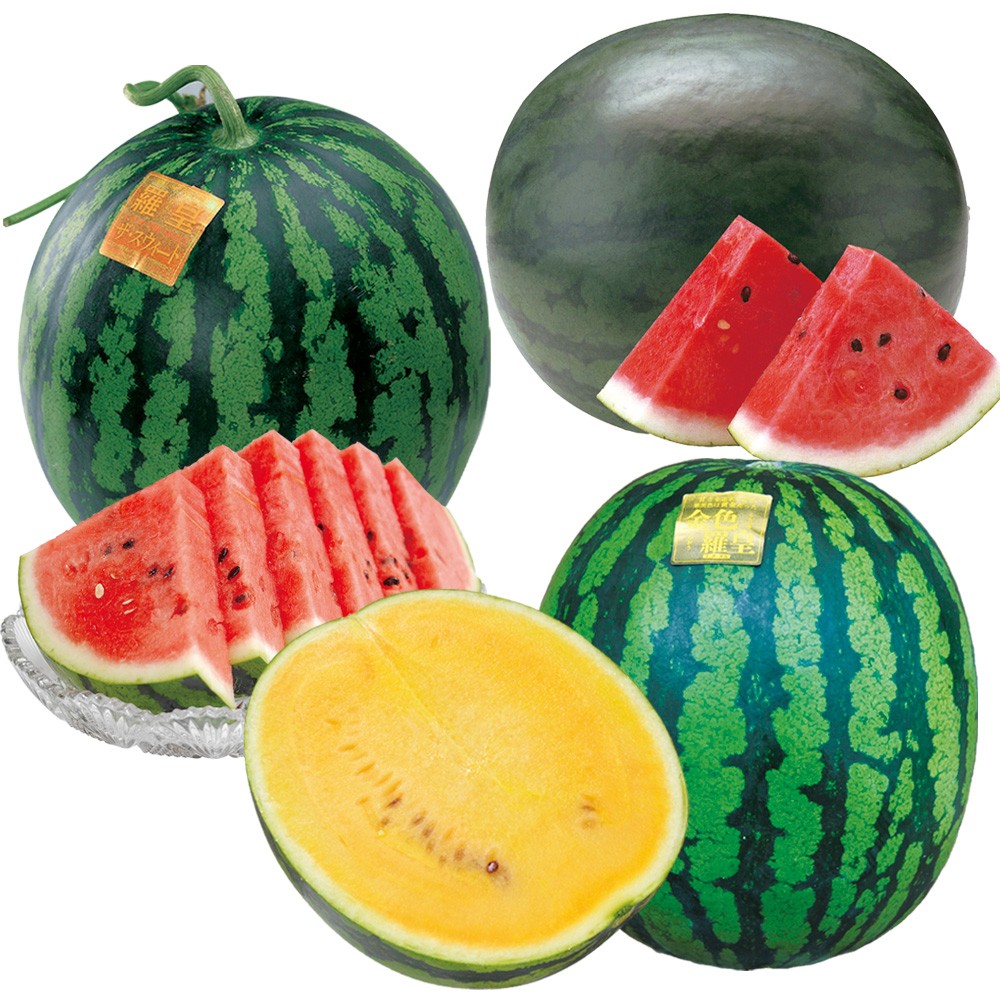 接木野菜苗 スイカ 接木激甘スイカセット 3種6株（送料無料）