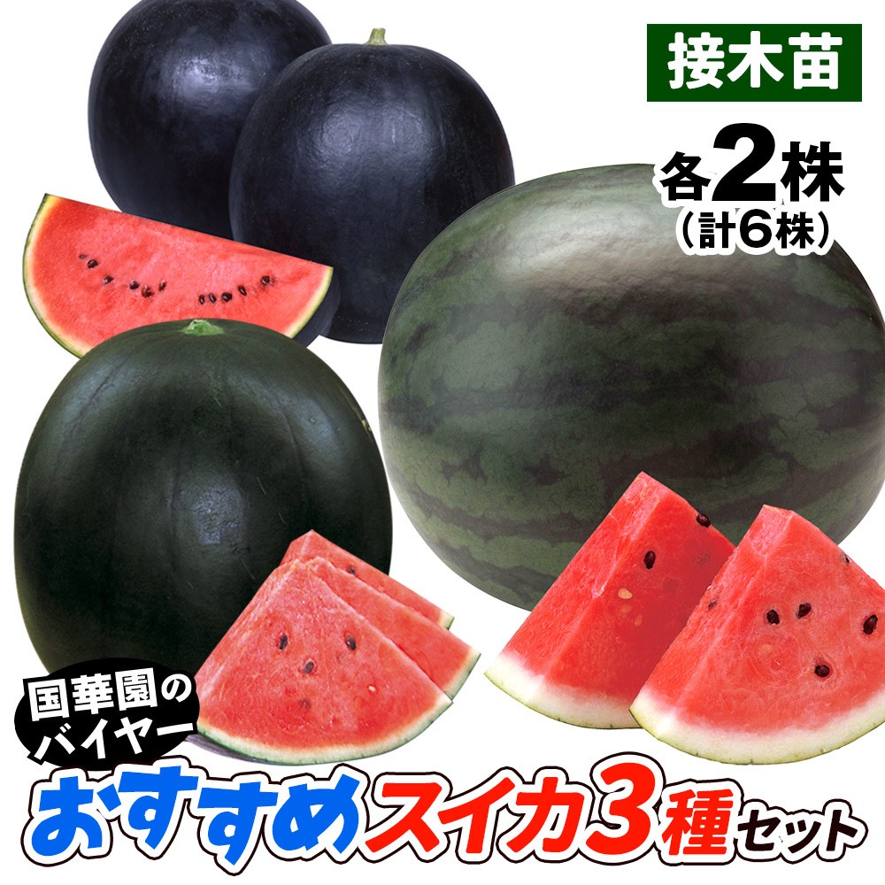 接木野菜苗 スイカ 接木おすすめスイカセット 3種6株 （送料無料）