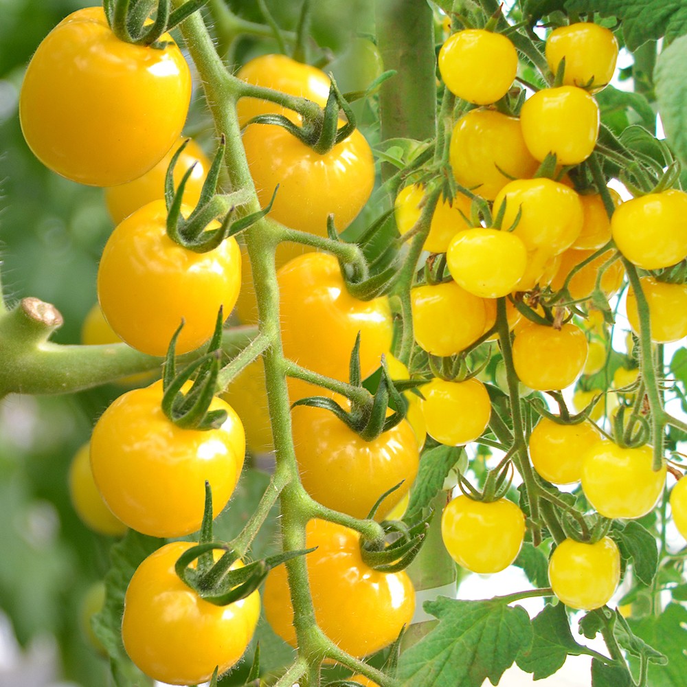 接木野菜苗（ケース販売）ミニトマト 接木F1ＣＦプチぷよ イエロー 40株 送料込み