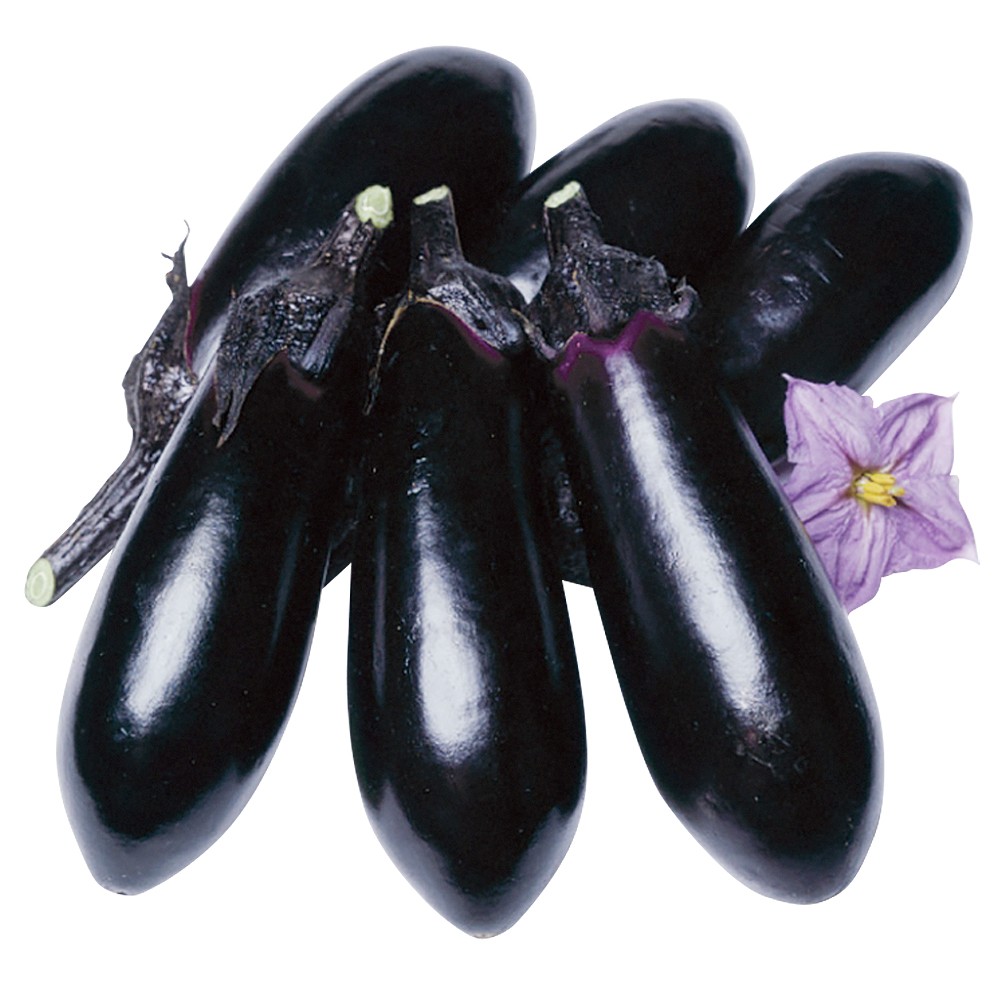 接木野菜苗 中長ナス 接木F1千両二号