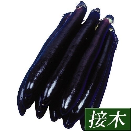 接木野菜苗 大長ナス 接木F1大長黒茄子