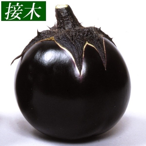 接木野菜苗 大丸ナス 接木賀茂ナス