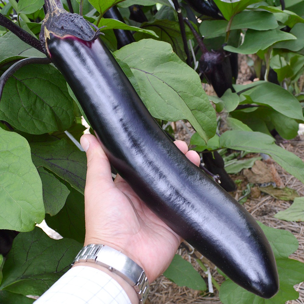 接木野菜苗 太長ナス 接木F1ふんわりなす