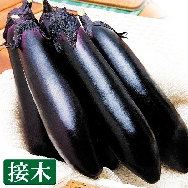 接木野菜苗 太長ナス 接木F1PC筑陽