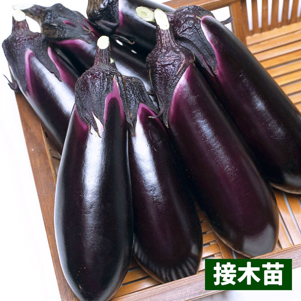 接木野菜苗 中長ナス 接木F1とげなし千両二号（農林水産省登録品種 登録名：とげなし湘南1号）PVP