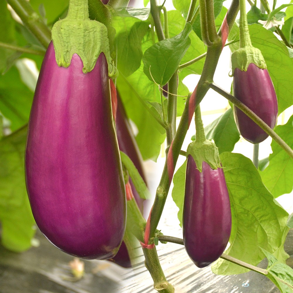 接木野菜苗 米ナス 接木F1豊産むらさきなす