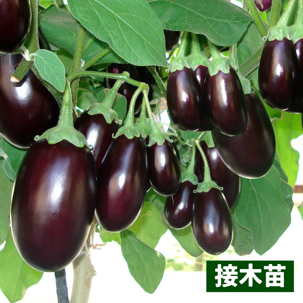 接木野菜苗 小ナス 接木F1鈴なりむすめ