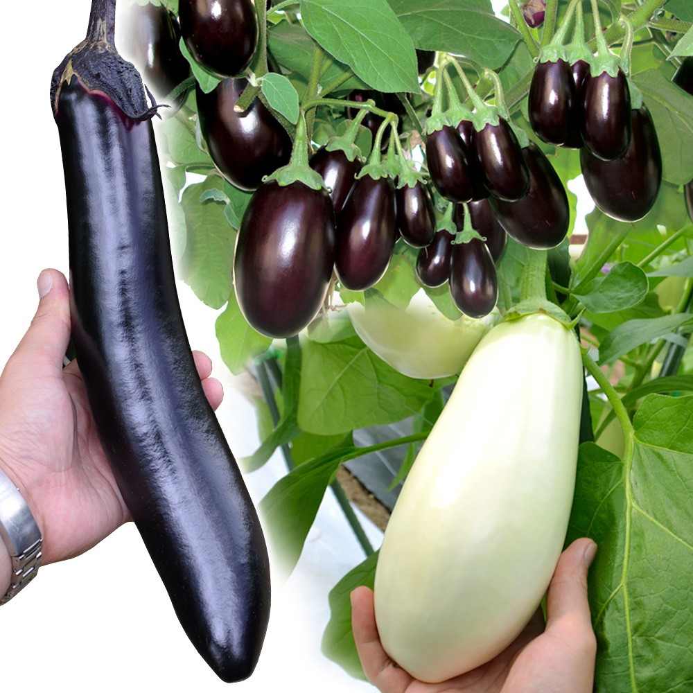 接木野菜苗 ナス 超美味ナスセット 3種6株（送料無料）