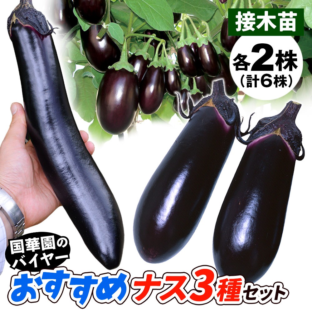 接木野菜苗 ナス 接木おすすめナスセット 3種6株（送料無料）