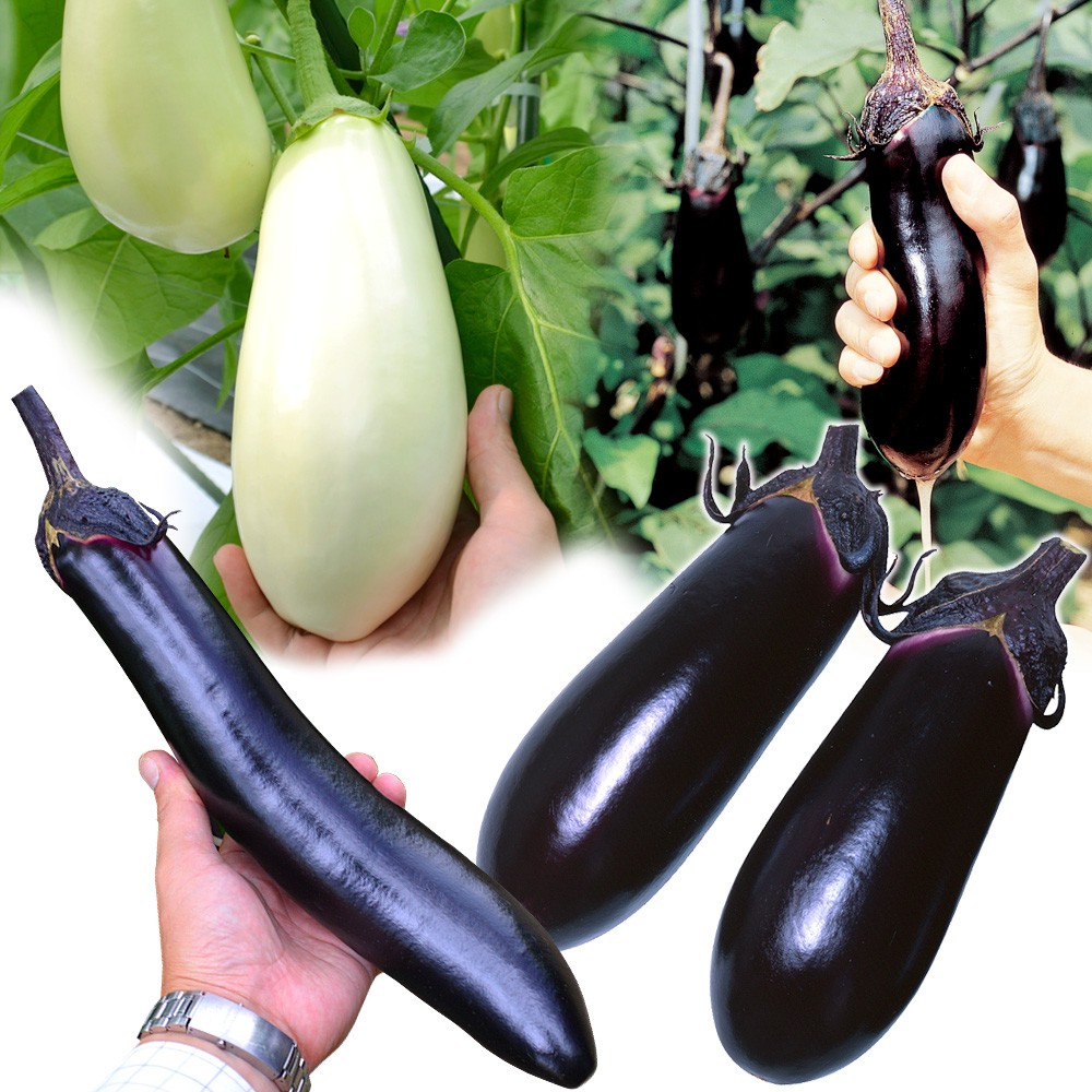 接木野菜苗 ナス 接木人気ナス苗お試しセット（送料無料）