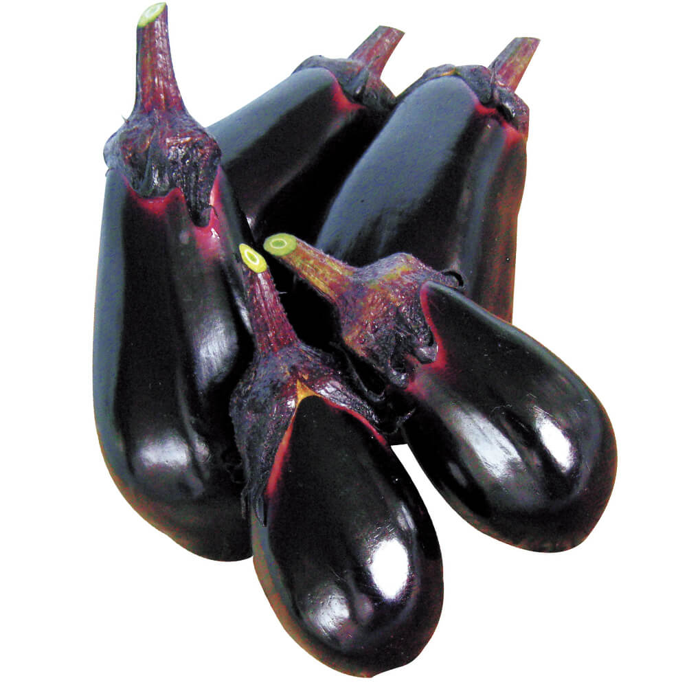 接木野菜苗（ケース販売）水ナス 接木F1しずる 40株 送料込み