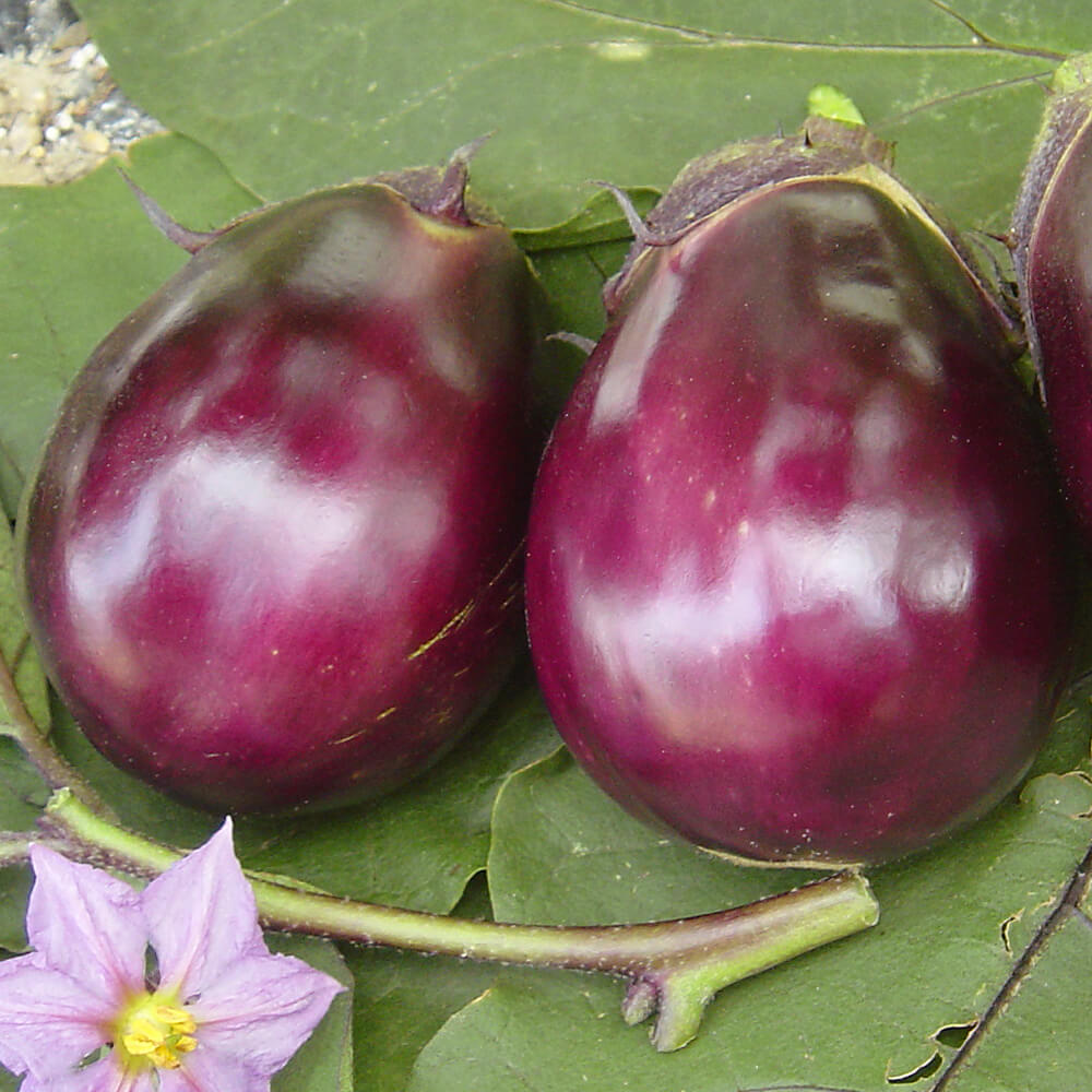 接木野菜苗（ケース販売）水ナス 接木F1味の極み 40株 送料込み