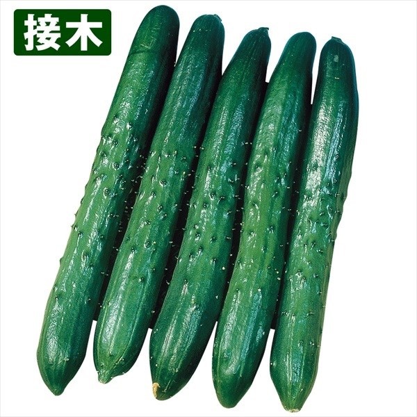 接木野菜苗 キュウリ 接木F1改良なつあじ