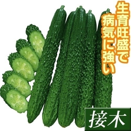 接木野菜苗 キュウリ 接木F1シャキット