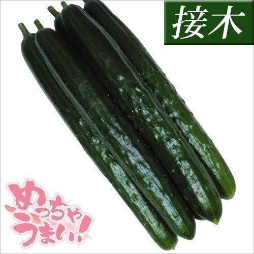 接木野菜苗 キュウリ 接木F1味まっしぐら
