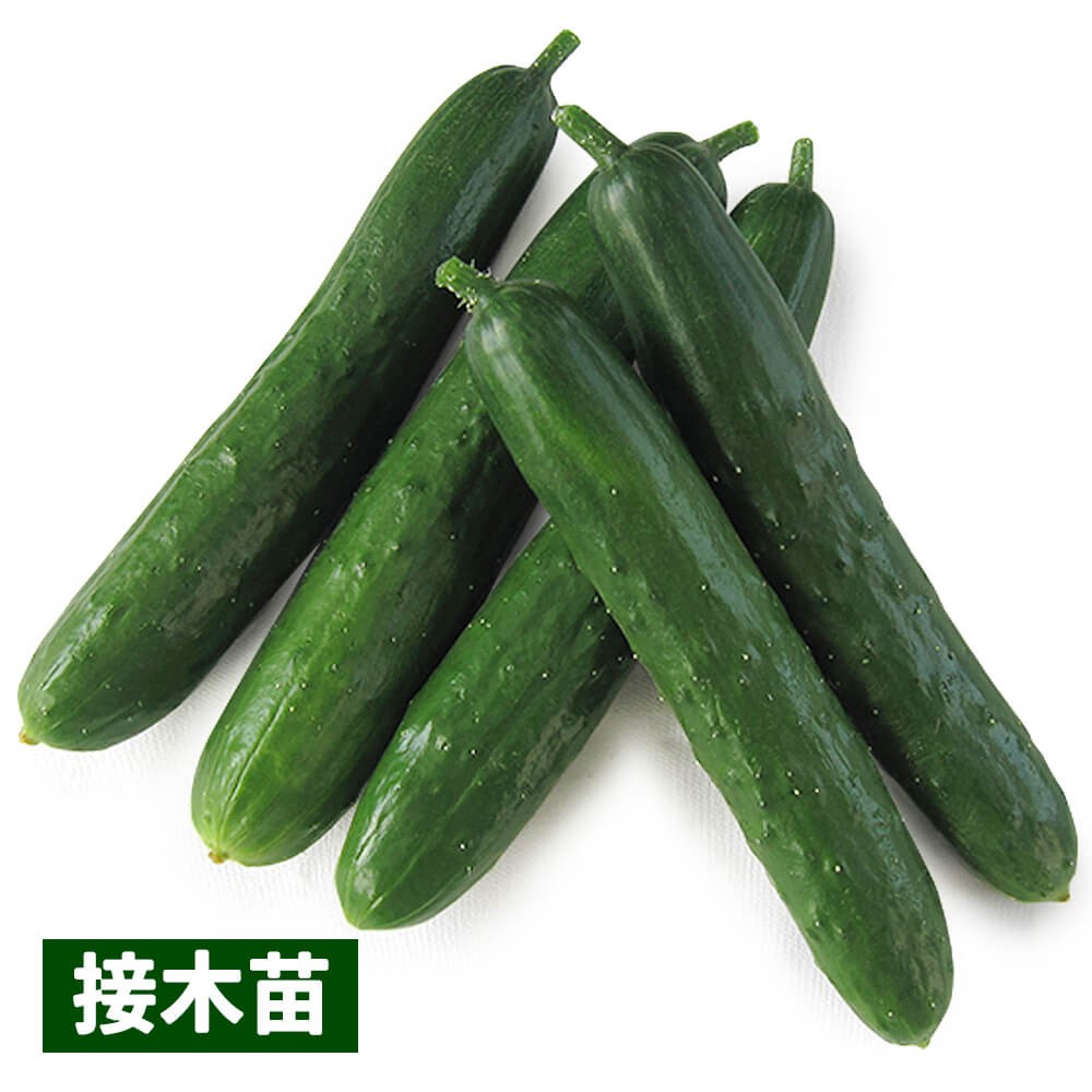 接木野菜苗 キュウリ 接木F1なるたろう