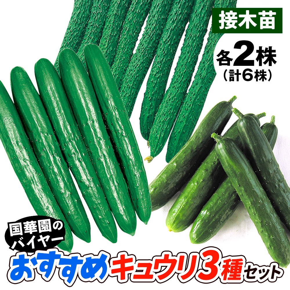 接木野菜苗 キュウリ 接木おすすめキュウリセット 3種6株 （送料無料）