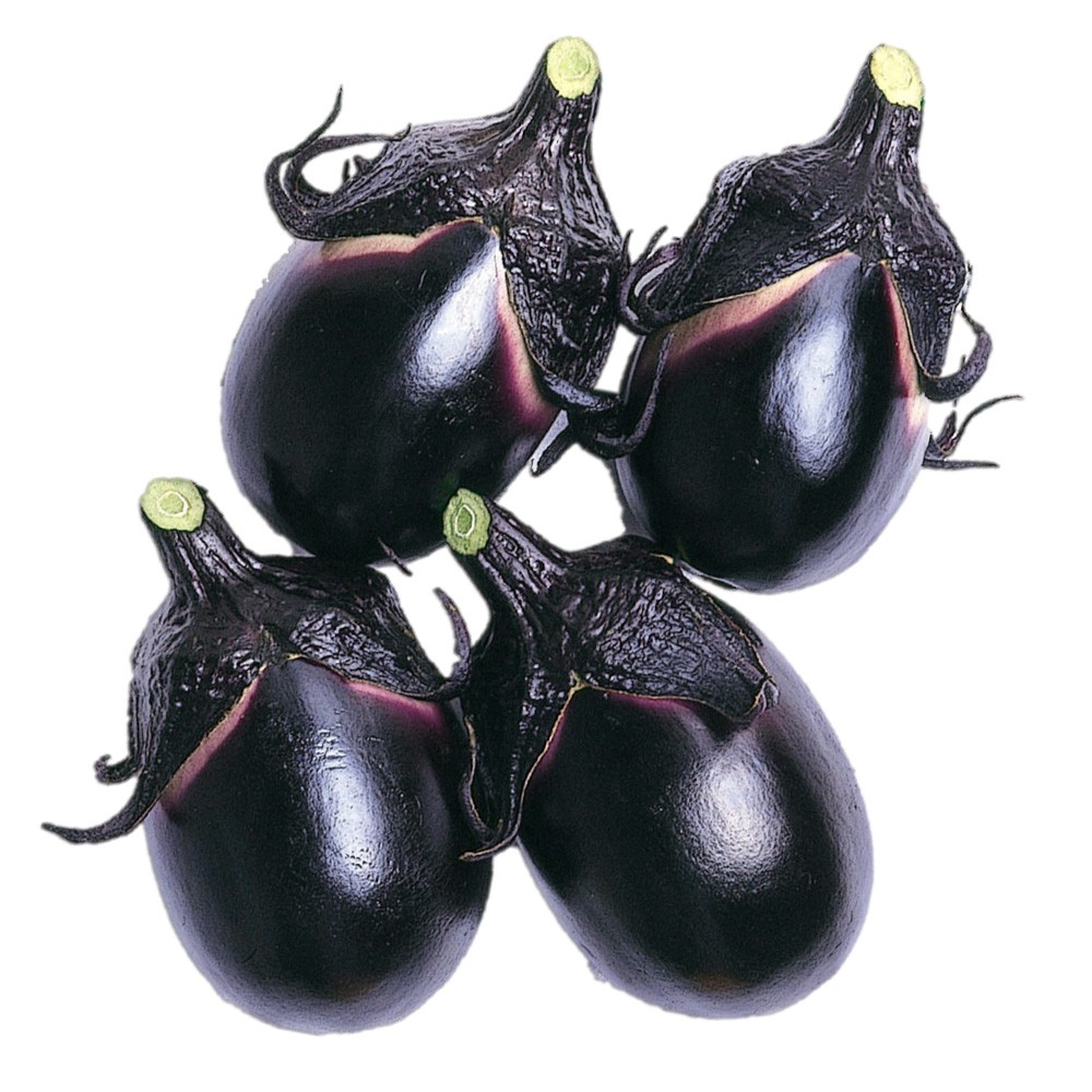 接木野菜苗（ケース販売）小ナス 接木F1山形系梵天丸 40株 送料込み