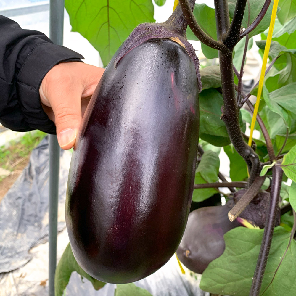 接木野菜苗（ケース販売）大丸ナス 接木 究極の茄子 40株 送料込み