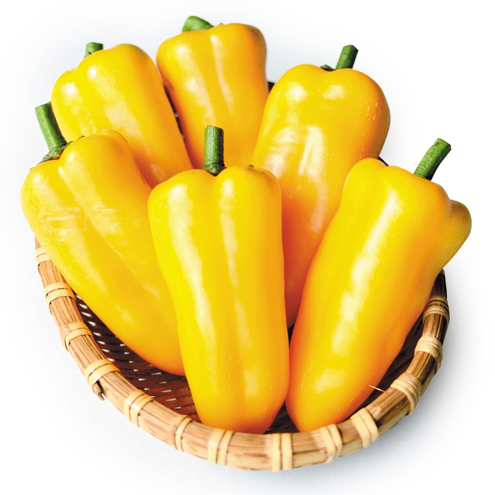 接木野菜苗 パプリカ 接木F1ちびパプゴールド