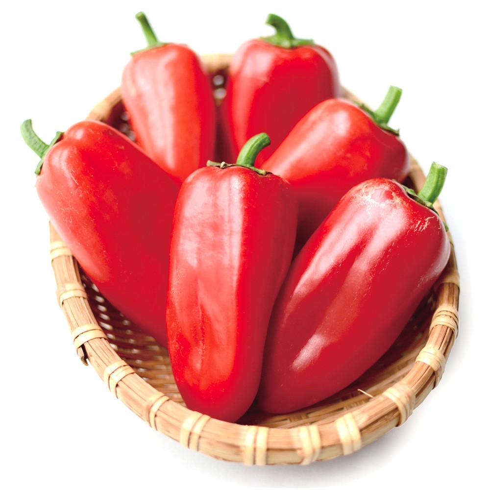 接木野菜苗 パプリカ 接木F1ちびパプレッド