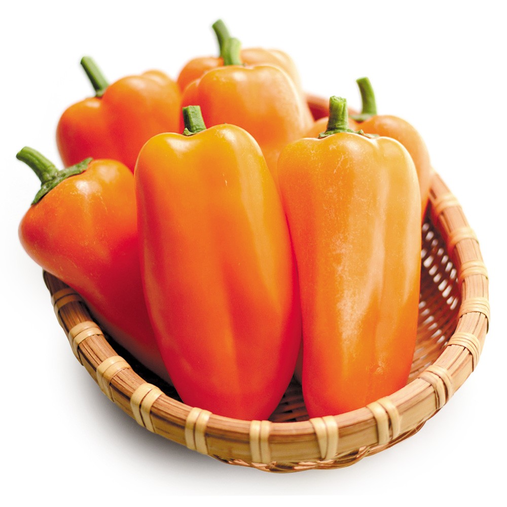 接木野菜苗 パプリカ 接木F1ちびパプオレンジ