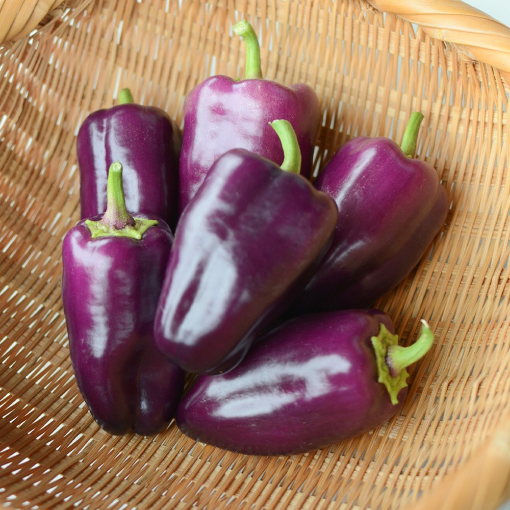 接木野菜苗 パプリカ 接木F1ちびパプパープル