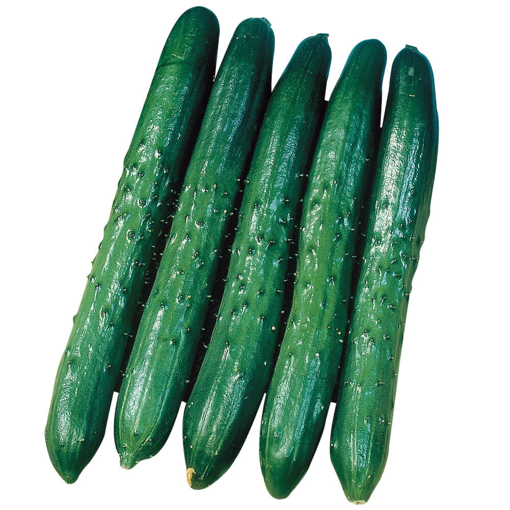 接木野菜苗（ケース販売）キュウリ 接木F1改良なつあじ 40株 送料込み