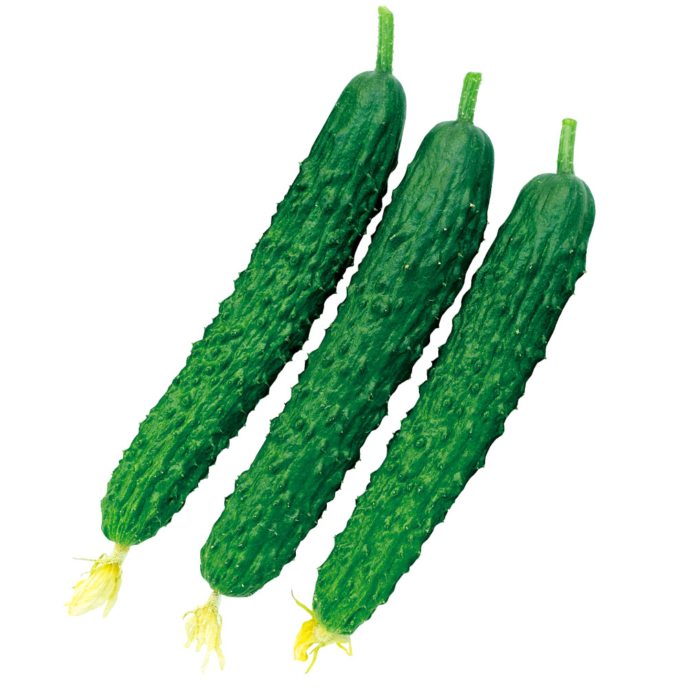 接木野菜苗（ケース販売）キュウリ F1カリット四葉 40株 送料込み