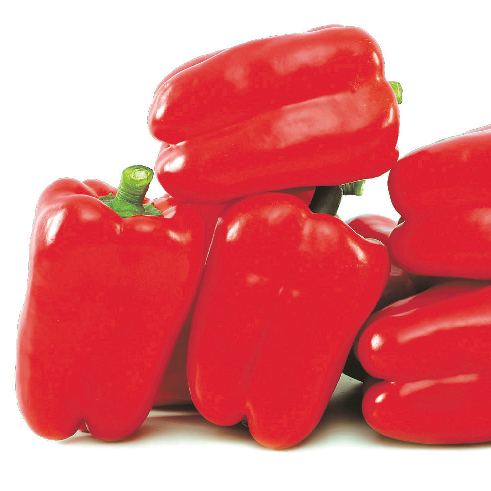 接木野菜苗（ケース販売）パプリカ 接木F1レッドスター 40株 送料込み