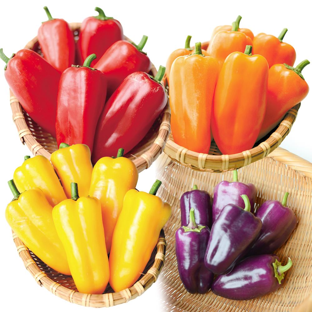 接木野菜苗（ケース販売）パプリカ ちびパプセット 4種40株 送料込み