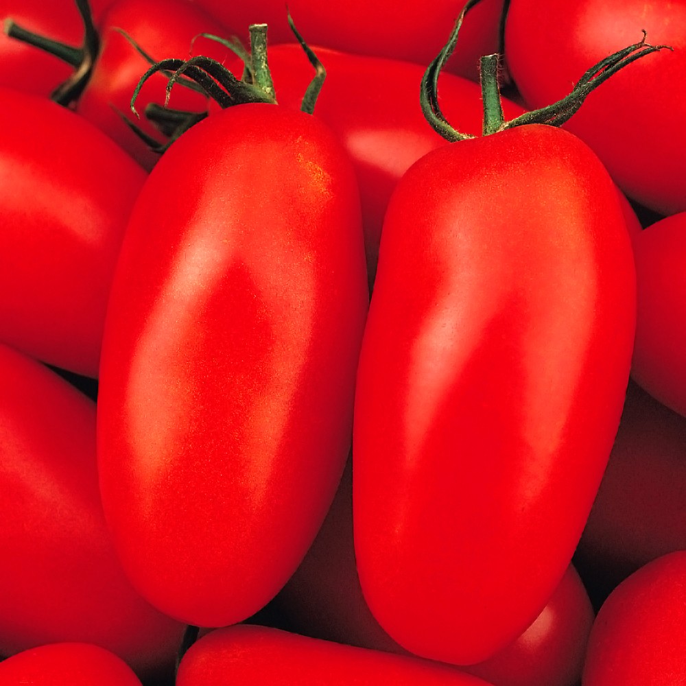 種 野菜たね トマト サンマルツァーノ 1袋(1ml)