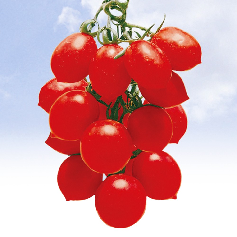 種 野菜たね トマト イタリアミニトマト 1袋(0.5ml)