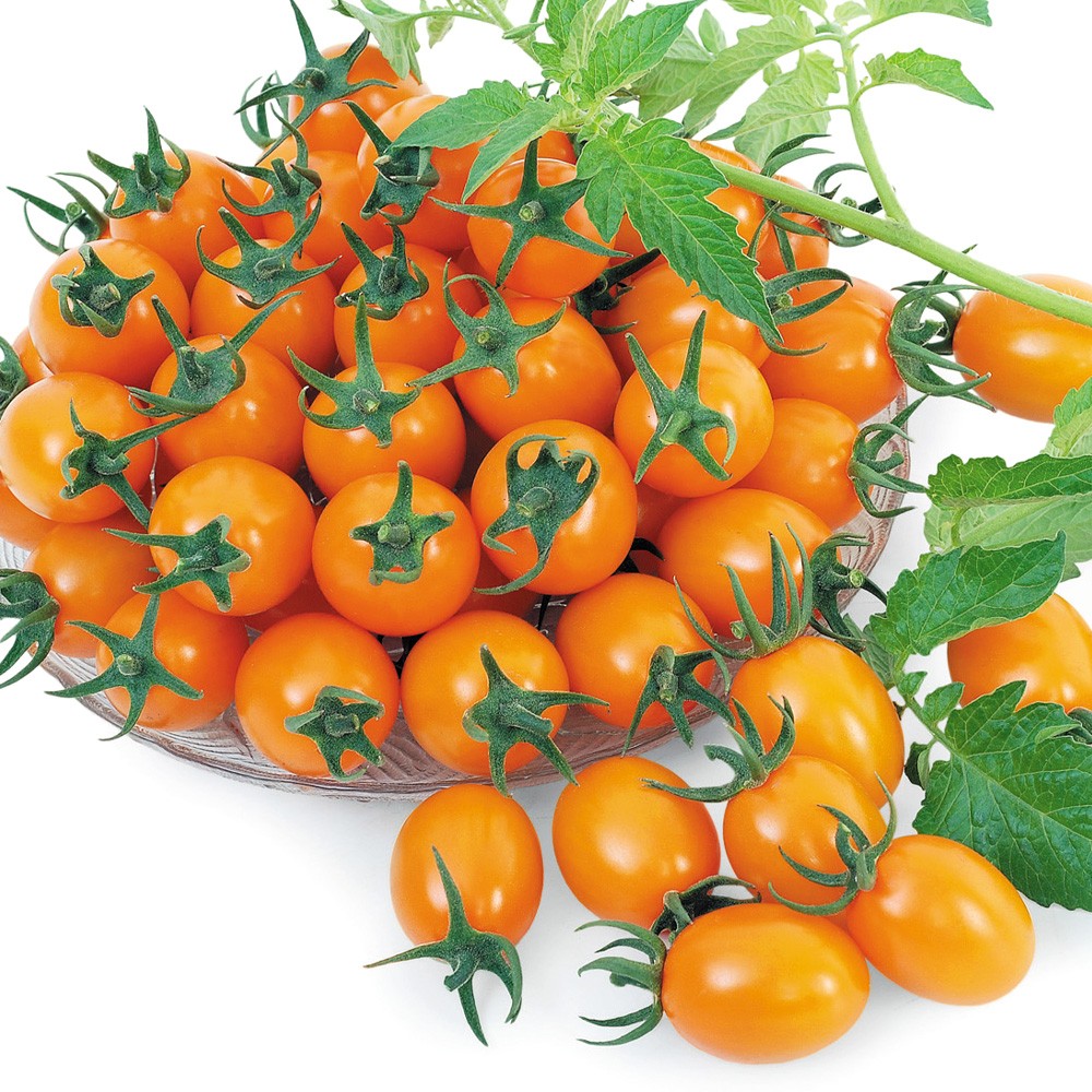 種 野菜たね トマト F1ゴールデンルビー 1袋(5粒)