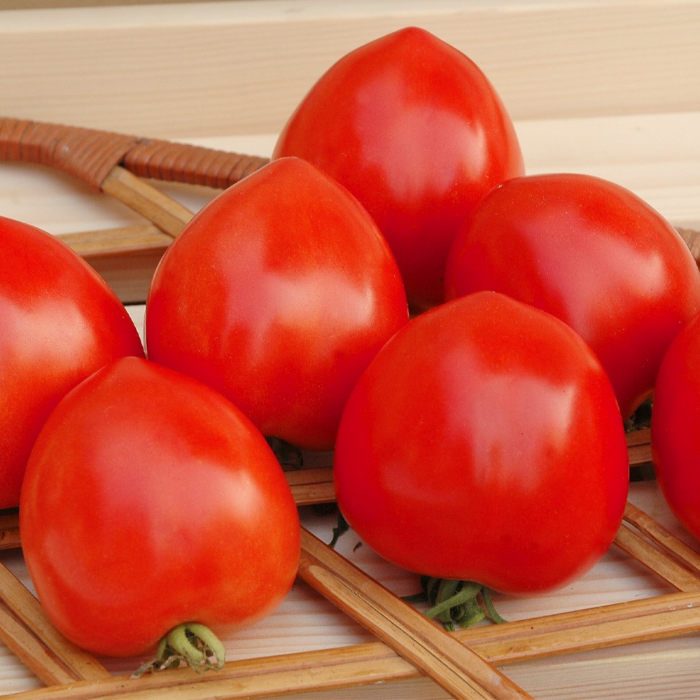 種 野菜たね トマト F1スウィーティ 1袋(6粒)