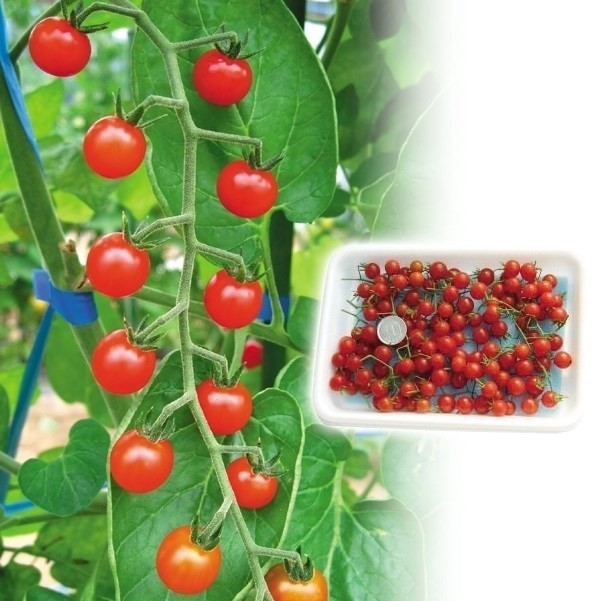 種 野菜たね トマト マイクロトマト 赤色 1袋(8粒)