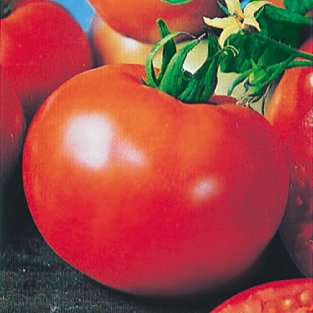 種 野菜たね トマト F1完熟ジュエル 1袋(0.5ml)