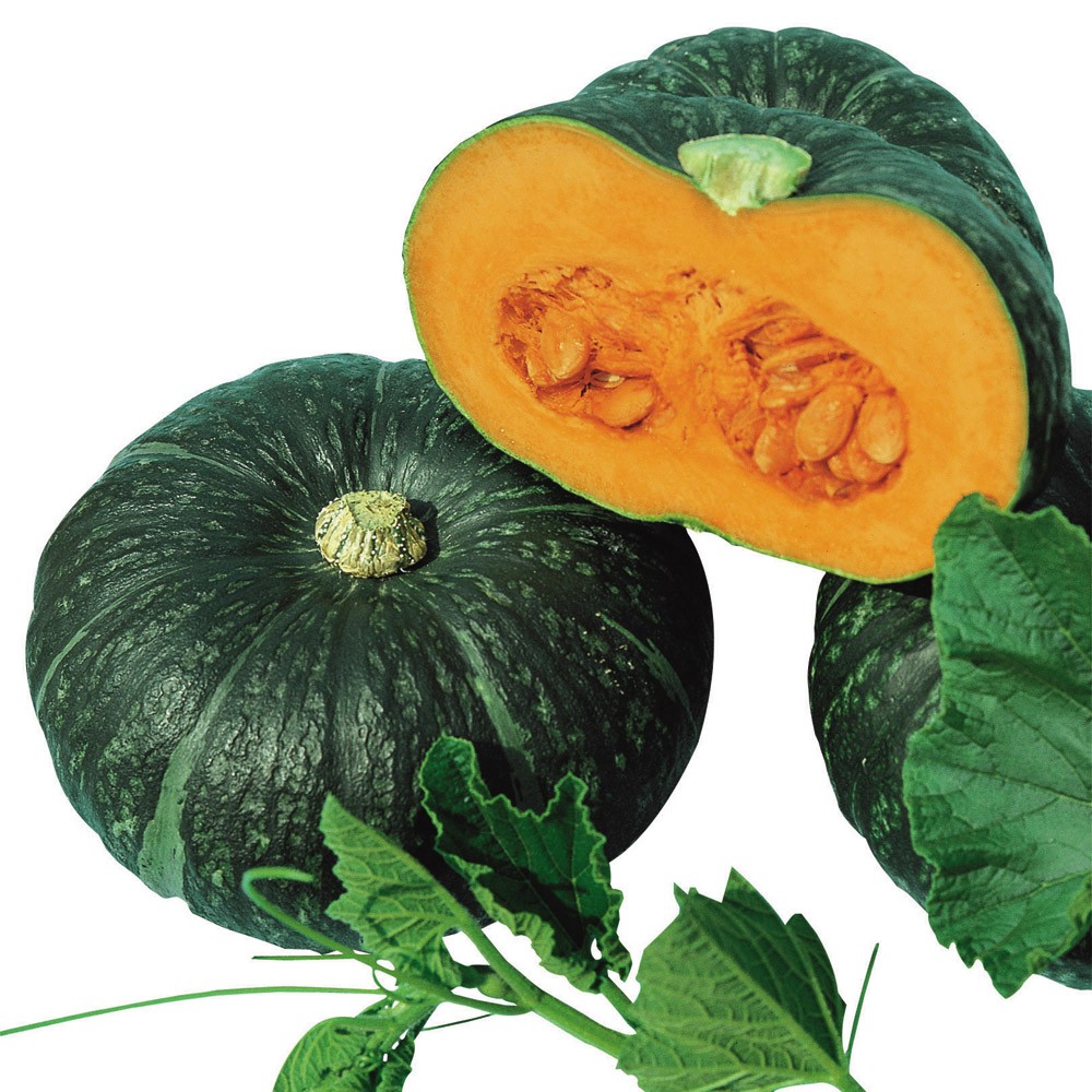 種 野菜たね カボチャ F1味てんぐ 1袋(3ml)