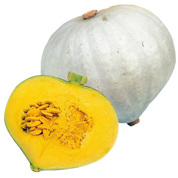 種 野菜たね カボチャ F1初恋 1袋(5粒)