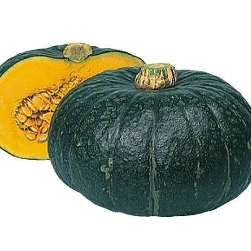 種 野菜たね カボチャ F1富くじ 1袋(5粒)