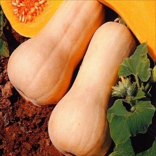 種 野菜たね カボチャ バターナッツ 1袋(5粒)
