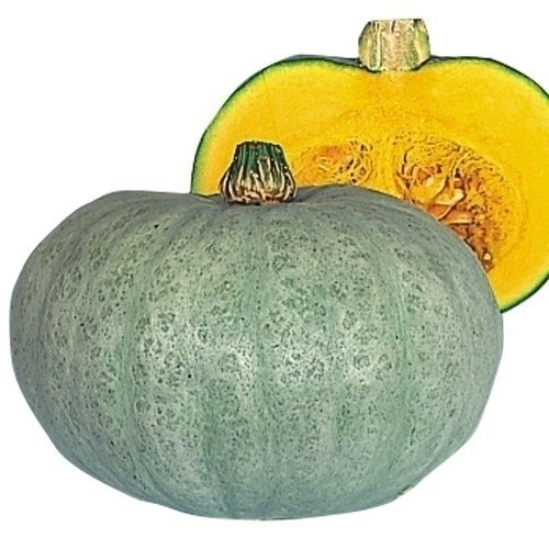 種 野菜たね カボチャ F1白キントン 1袋(5粒)