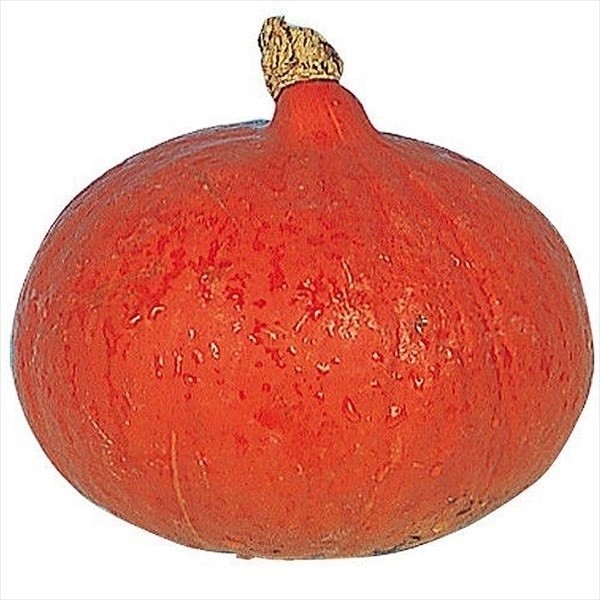 種 野菜たね カボチャ 赤皮甘栗南瓜 1袋(5ml)