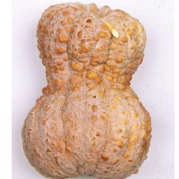 種 野菜たね カボチャ 鹿ケ谷かぼちゃ 1袋(3ml)