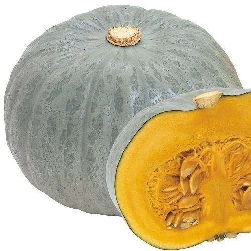 種 野菜たね カボチャ F1白馬車 1袋(5ml)