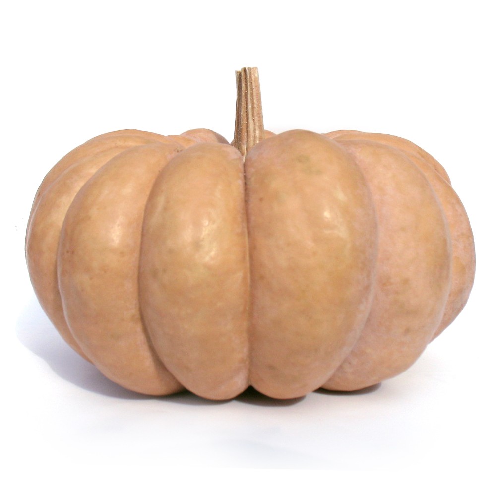 種 野菜たね カボチャ 白皮砂糖南瓜 1袋(8ml)