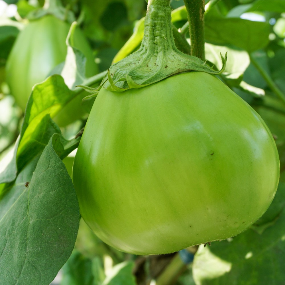 種 野菜たね ナス 青大丸なす 1袋(1ml)